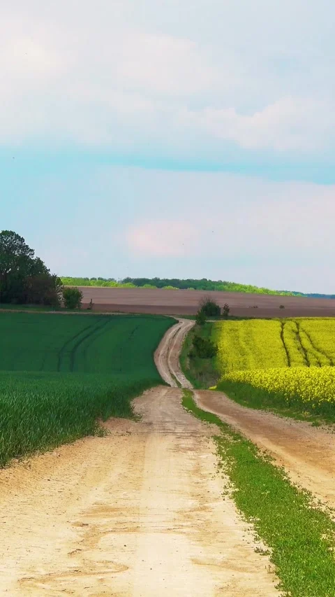 View of the road through a flowering rapeseed field. 库存影片 334939241