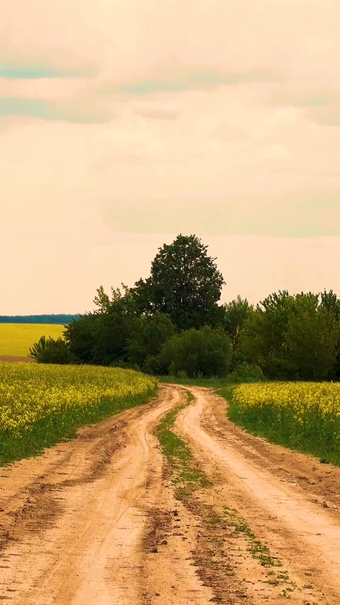 View of the road through a flowering rapeseed field. 库存影片 334939245