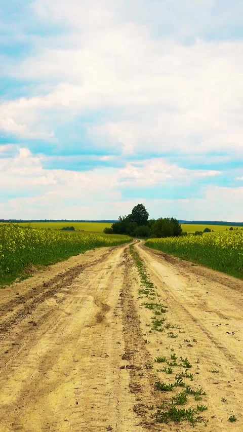 View of the road through a flowering rapeseed field. Video stock 334939246