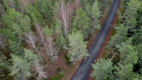 View to road through pine forest Stock Footage 142348830