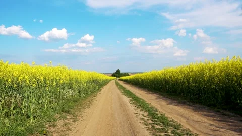 View of the road through the rapeseed field. Stock Footage 242096184