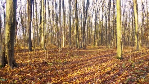 View of the road through the rear window of a car in an autumn forest. Stock Footage 292829685