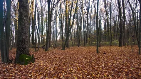View of the road through the rear window of a car in an autumn forest. Stock Footage 292829885