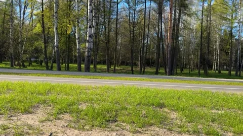 A view of a roadside park with birch trees, pine trees  Stock Footage 334066976