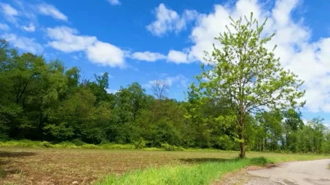 A view of roadside trees Stock Footage 234730515