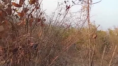 View of rocks and bushes on dry land. Stock-Footage 341678727