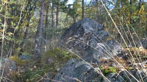 View of the rocks through the grass in the reserve ladoga skerries in karelia Stock Footage 222072515