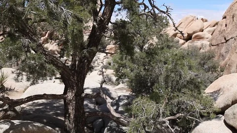 View of rocks through tree branches in Joshua Tree National Park California Stock Footage 90965836