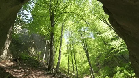View from rocky arch cave in spring forest in green nature Stock Footage 276659320