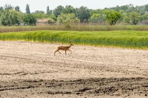 View on a roe deer on a field Stock Photos