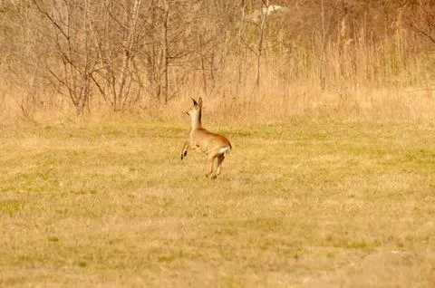 View on a roe deer on a field Stock-Fotos