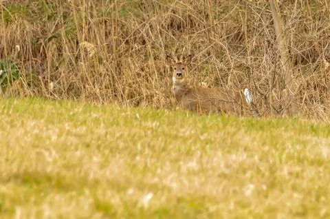 View on a roe deer on a field Stock Photos