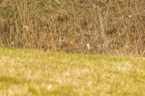 View on a roe deer on a field Stock Photos