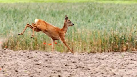 View on a roe deer on a field Stock Photos
