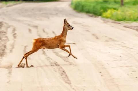 View on a roe deer on a field Stock Photos