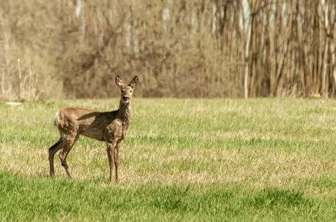 View on a roe deer on a field Stock Photos
