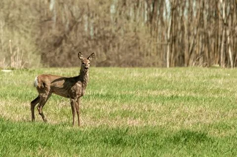 View on a roe deer on a field Stock Photos
