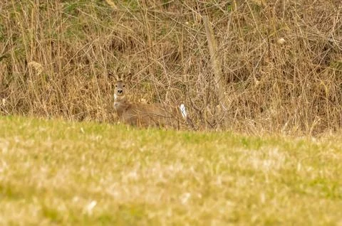 View on a roe deer on a field Stock Photos