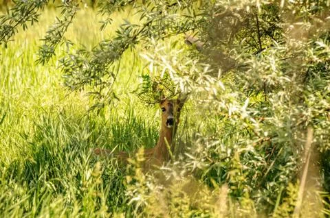 View on a roe deer in the forest Stock Photos