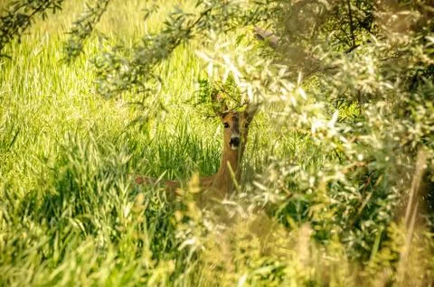 View on a roe deer in the forest Stock Photos