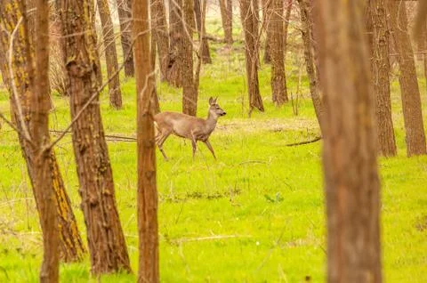 View on a roe deer in the forest Stock Photos