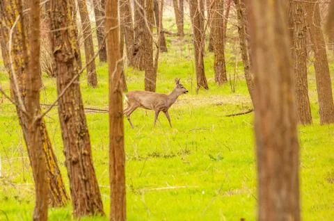 View on a roe deer in the forest Stock Photos