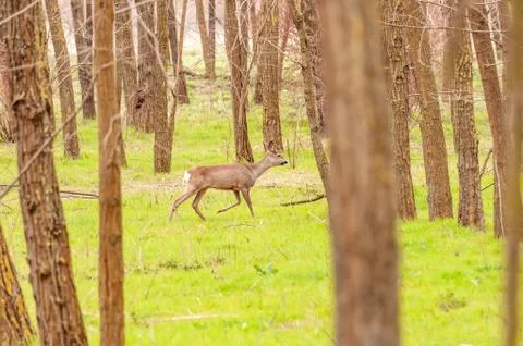 View on a roe deer in the forest Stock Photos