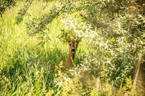View on a roe deer in the forest Stock Photos