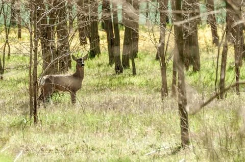 View on a roe deer in the forest Stock Photos