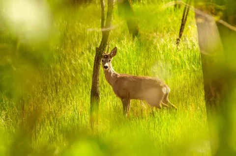 View on a roe deer in the forest Stock Photos
