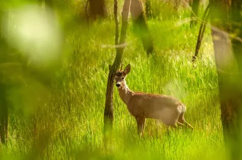 View on a roe deer in the forest Stock Photos