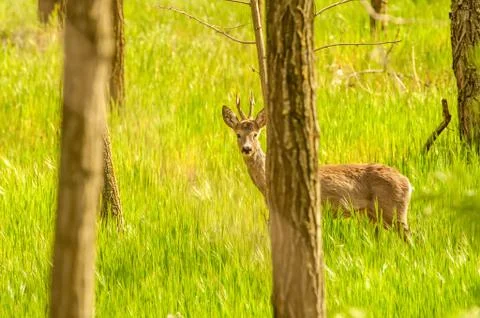 View on a roe deer in the forest Stock Photos