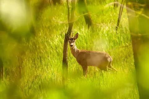 View on a roe deer in the forest Stock Photos