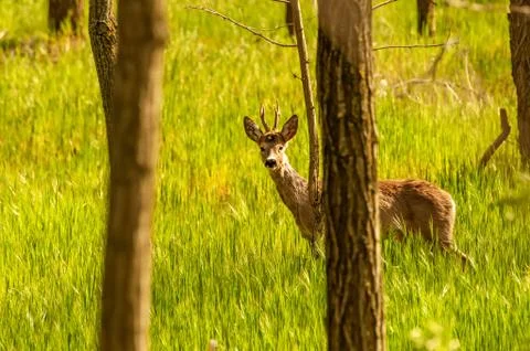 View on a roe deer in the forest Stock Photos