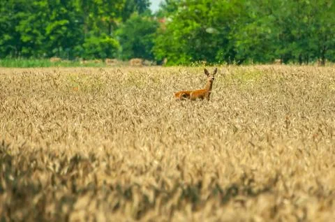 View on a roe deer in a wheat field Stock Photos