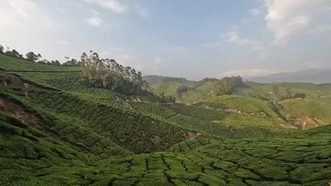 View of the rolling tobacco fields and green hills of Munnar, India, under .. Stock Footage 306047914