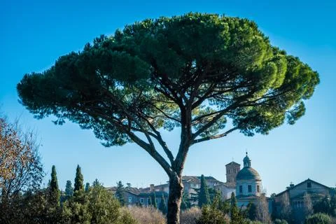 View of Rome in the winter Foto stock