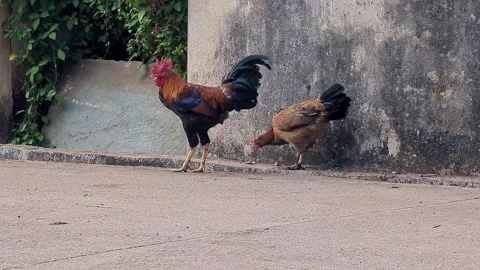 View of a rooster and hen standing together in a rural outdoor farm setting Vídeos de archivo 335520549