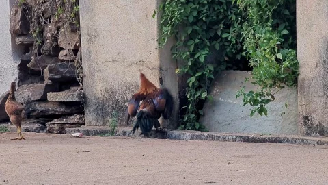 View of a rooster and hen standing together in a rural outdoor farm setting 스톡 동영상 335520742