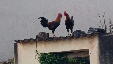 View of a rooster and hen standing together in a rural outdoor farm setting 스톡 동영상 335520857
