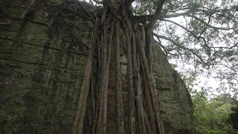 View of roots of the Ancient Latrine tree (Sanfordiacaulis densifolia) near Lion Stock Footage 341872646