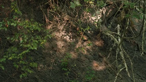 View of roots and branches of trees on ground in forest on mountain Stock Footage 81071632