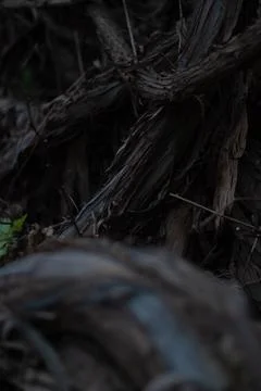 View on roots in the garden Stock Photos