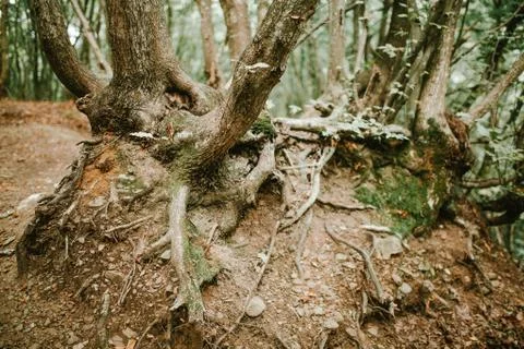 View of the roots of an old tree Foto stock