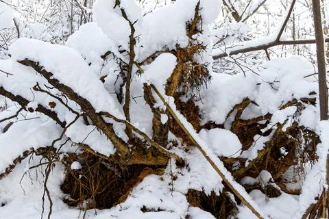 View of roots of an uprooted tree covered by snow Stock Photos