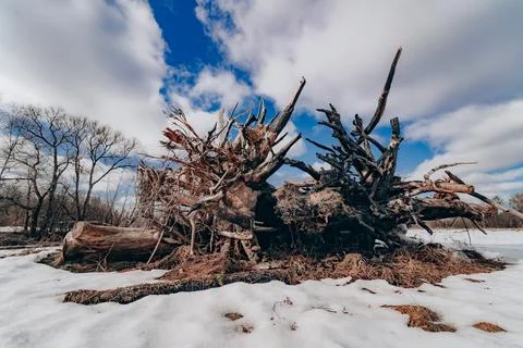 View of the roots of an upturned tree Фото