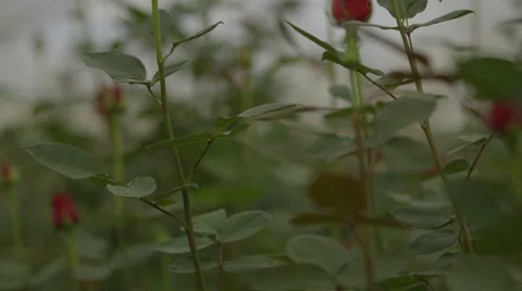 View of rose plantation Stock Footage 50177047