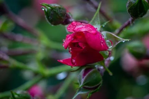 View of a rosebud in raindrops Foto stock