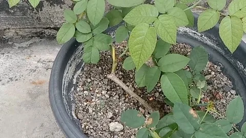 View of roses Stock Footage 237326154