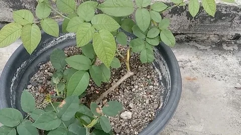 View of roses Video stock 237326250